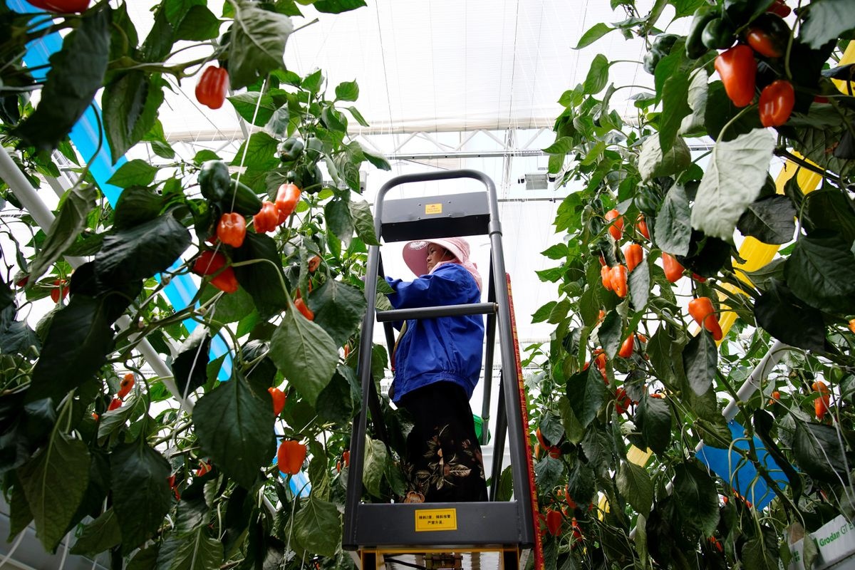 rau dat hon thit anh 2