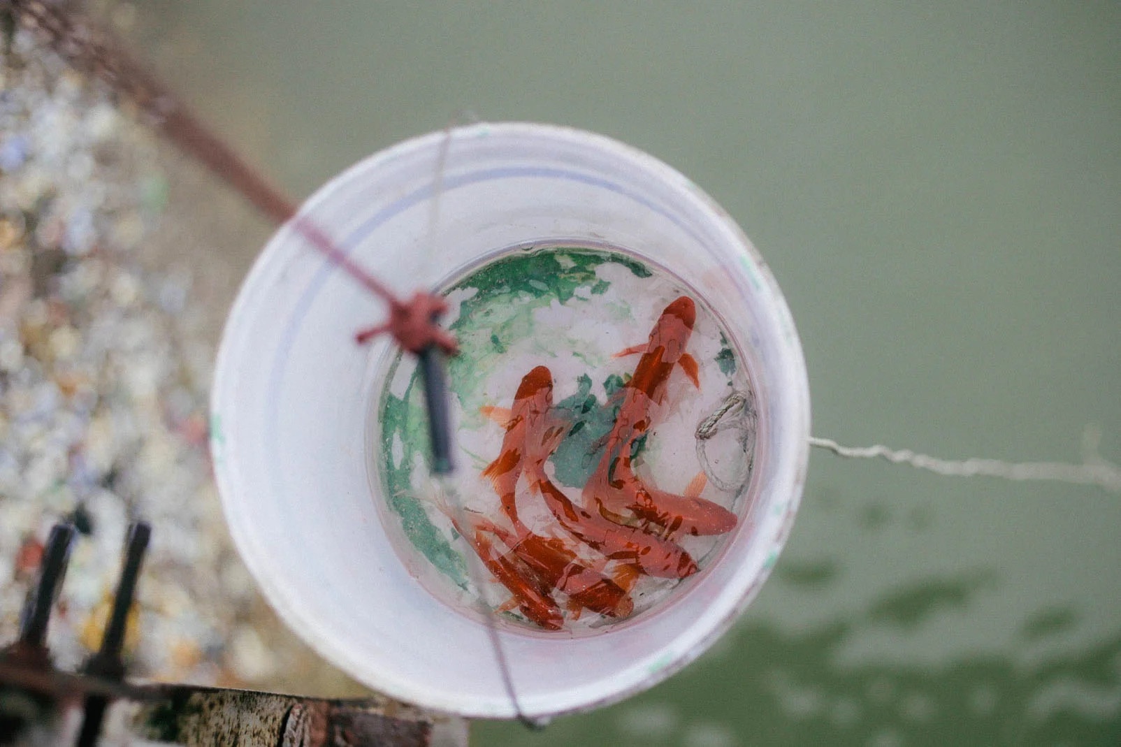 cach chon ca chep cung ong tao anh 3