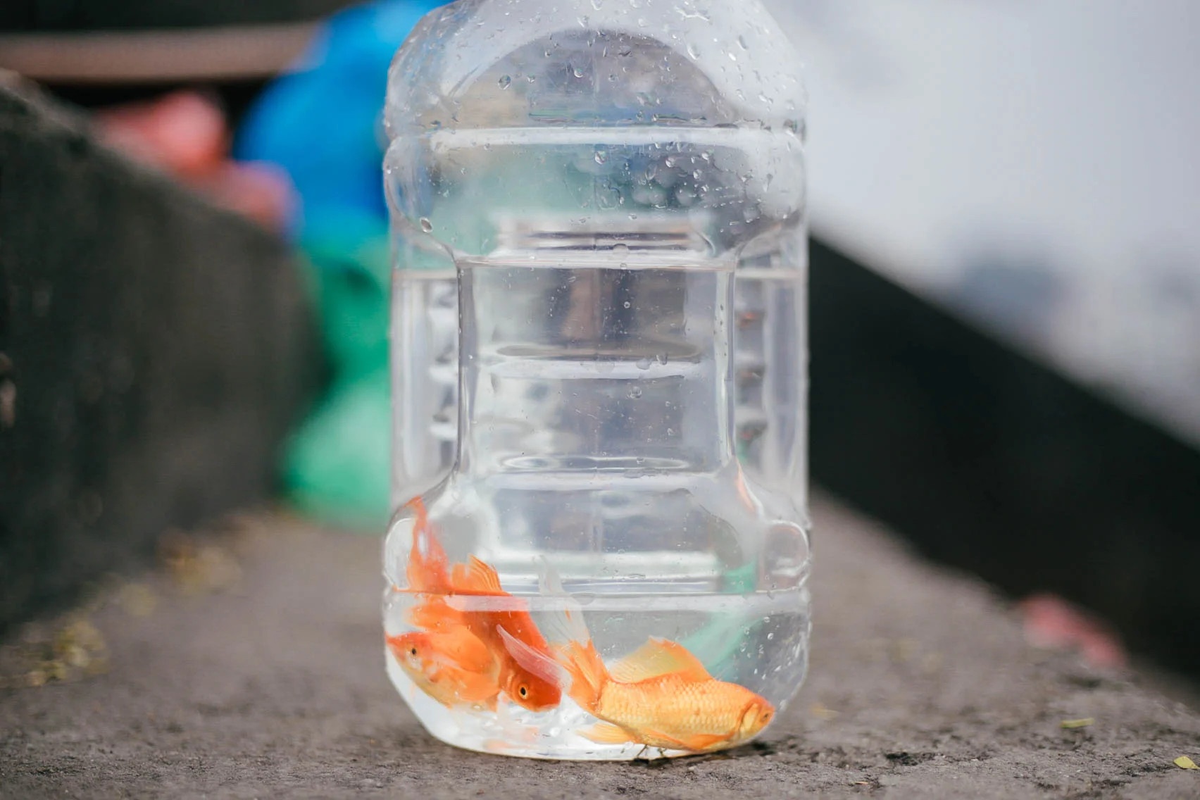 cach chon ca chep cung ong tao anh 4