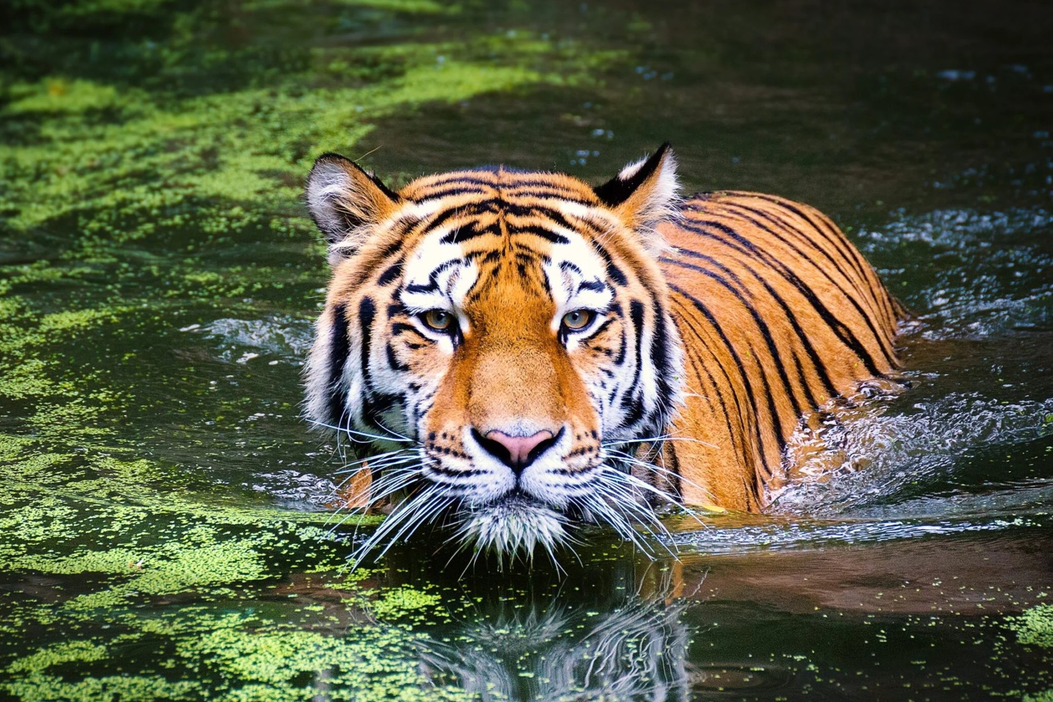 Nam Nham Dan se co nhieu thay doi va thach thuc hinh anh