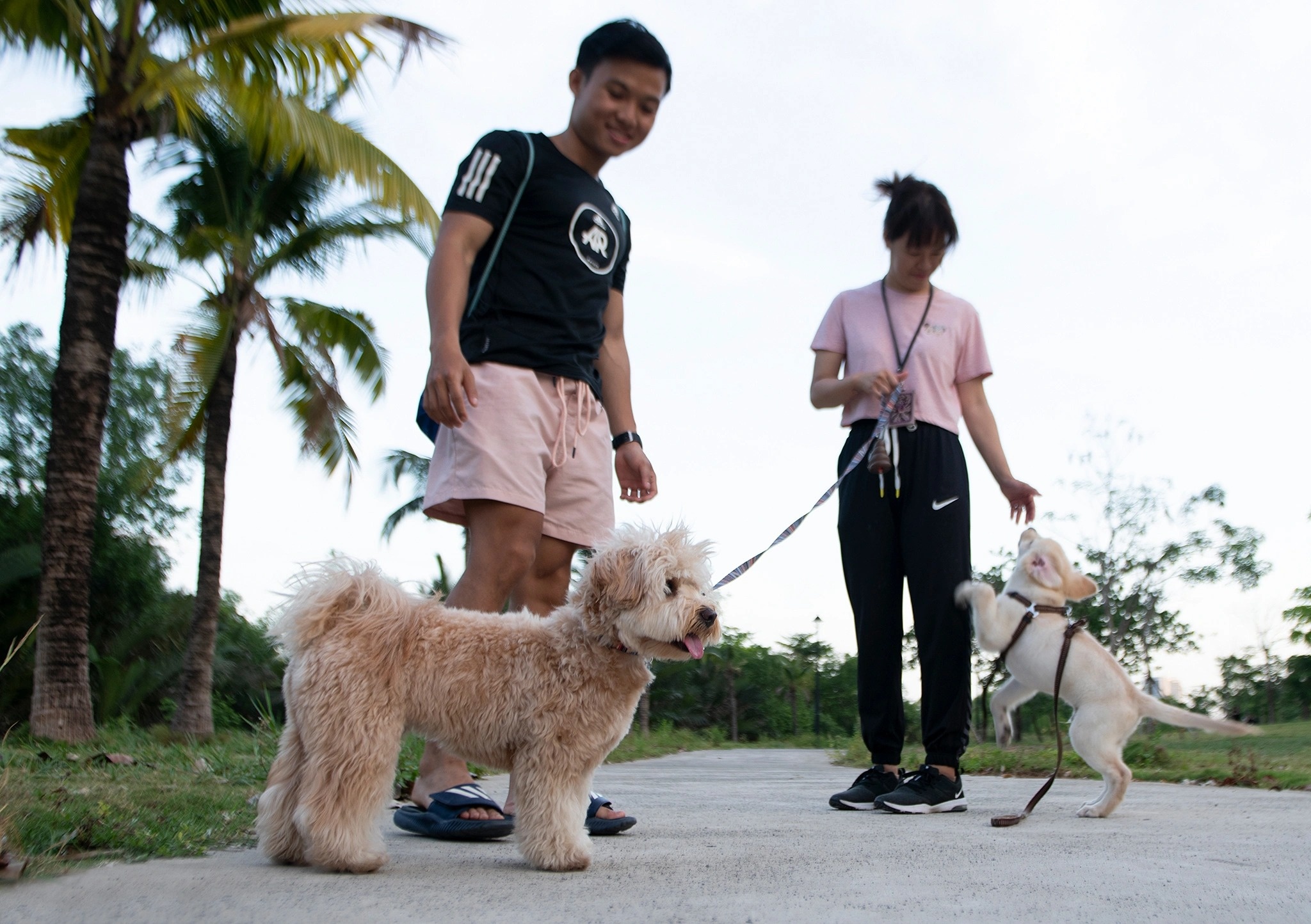 chuyển nhà vì nuôi chó ảnh 2 chuyen nha vi nuoi cho anh 2