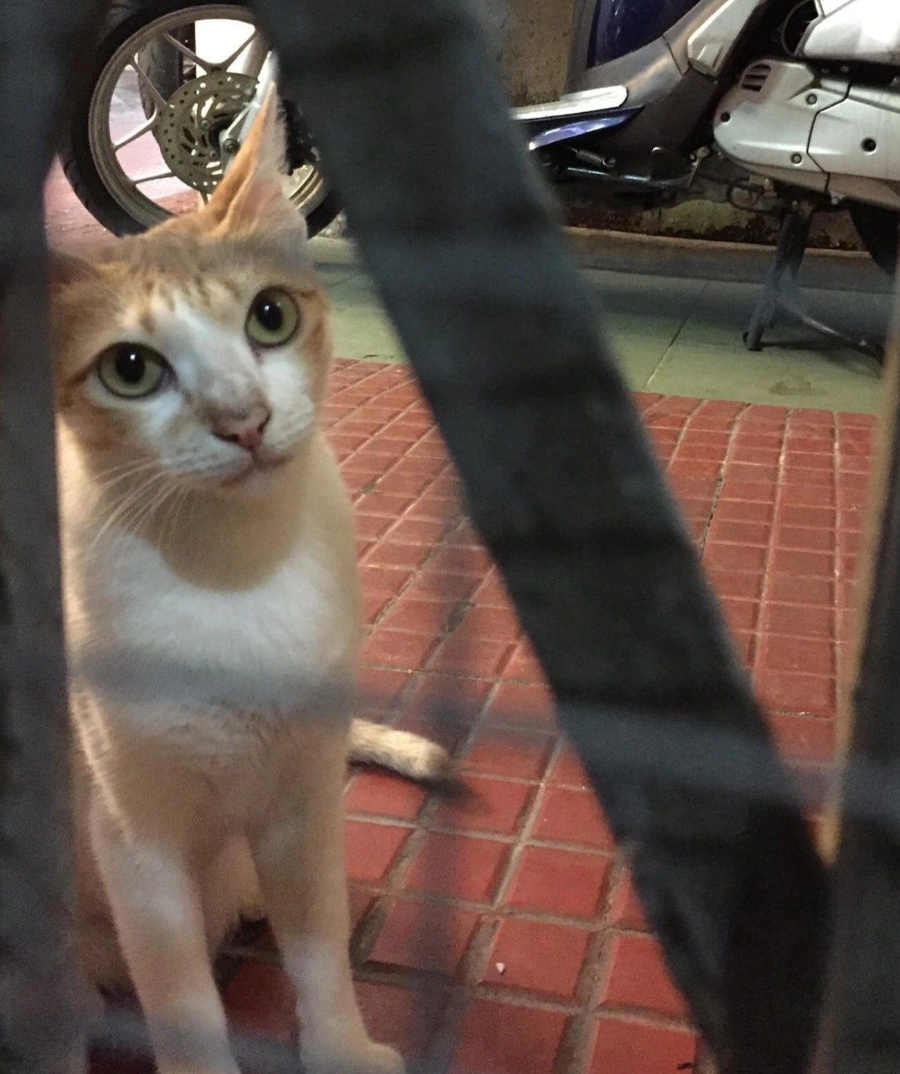 danh ba 20 chu meo anh 1