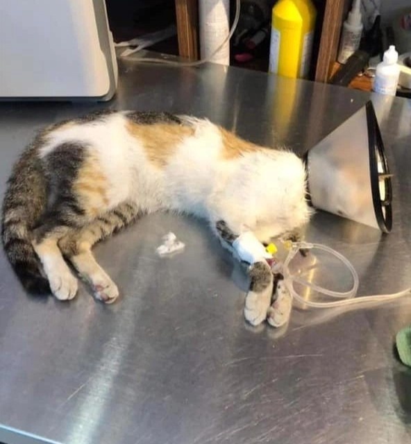 danh ba 20 chu meo anh 2