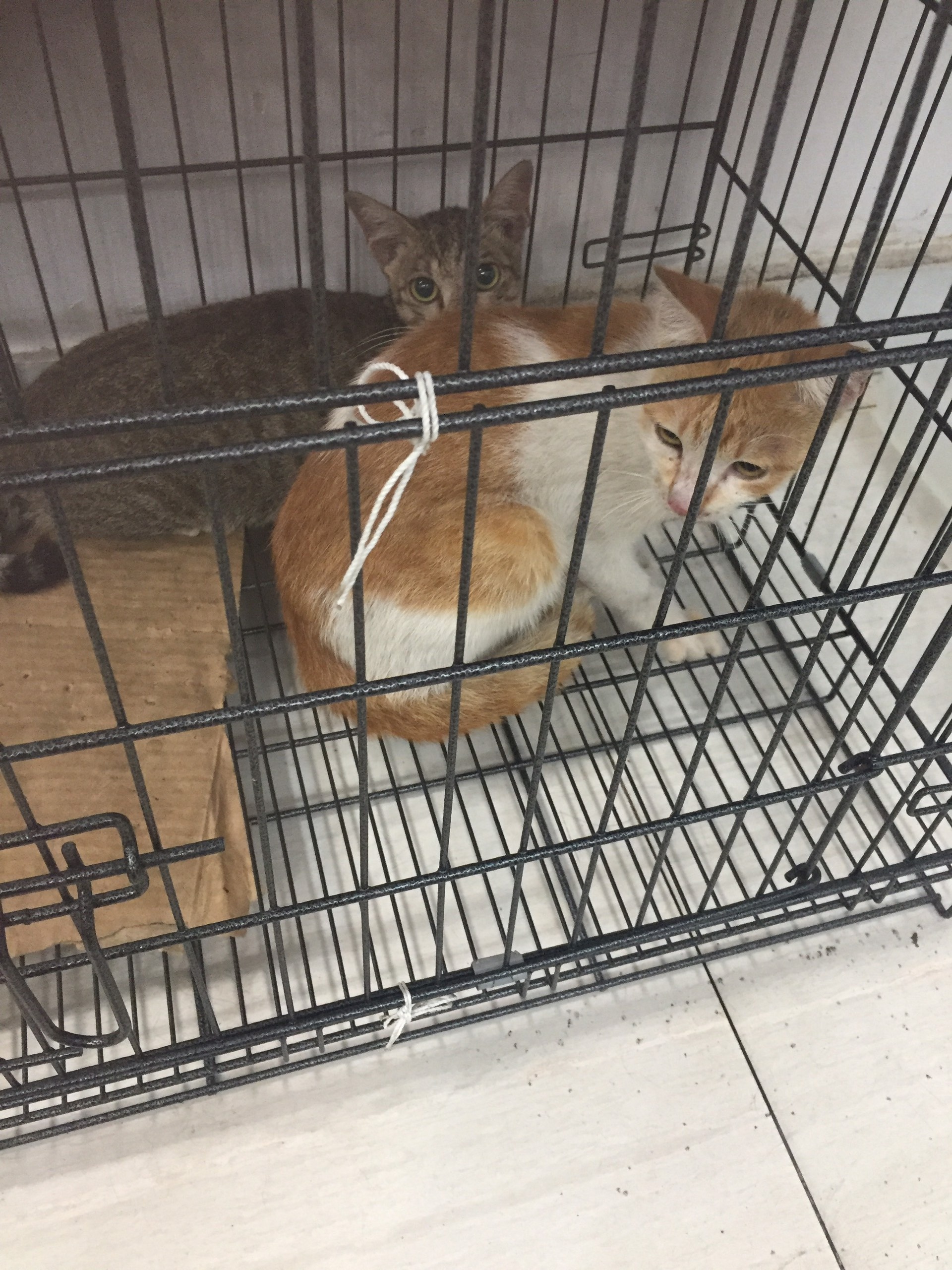 danh ba 20 chu meo anh 5