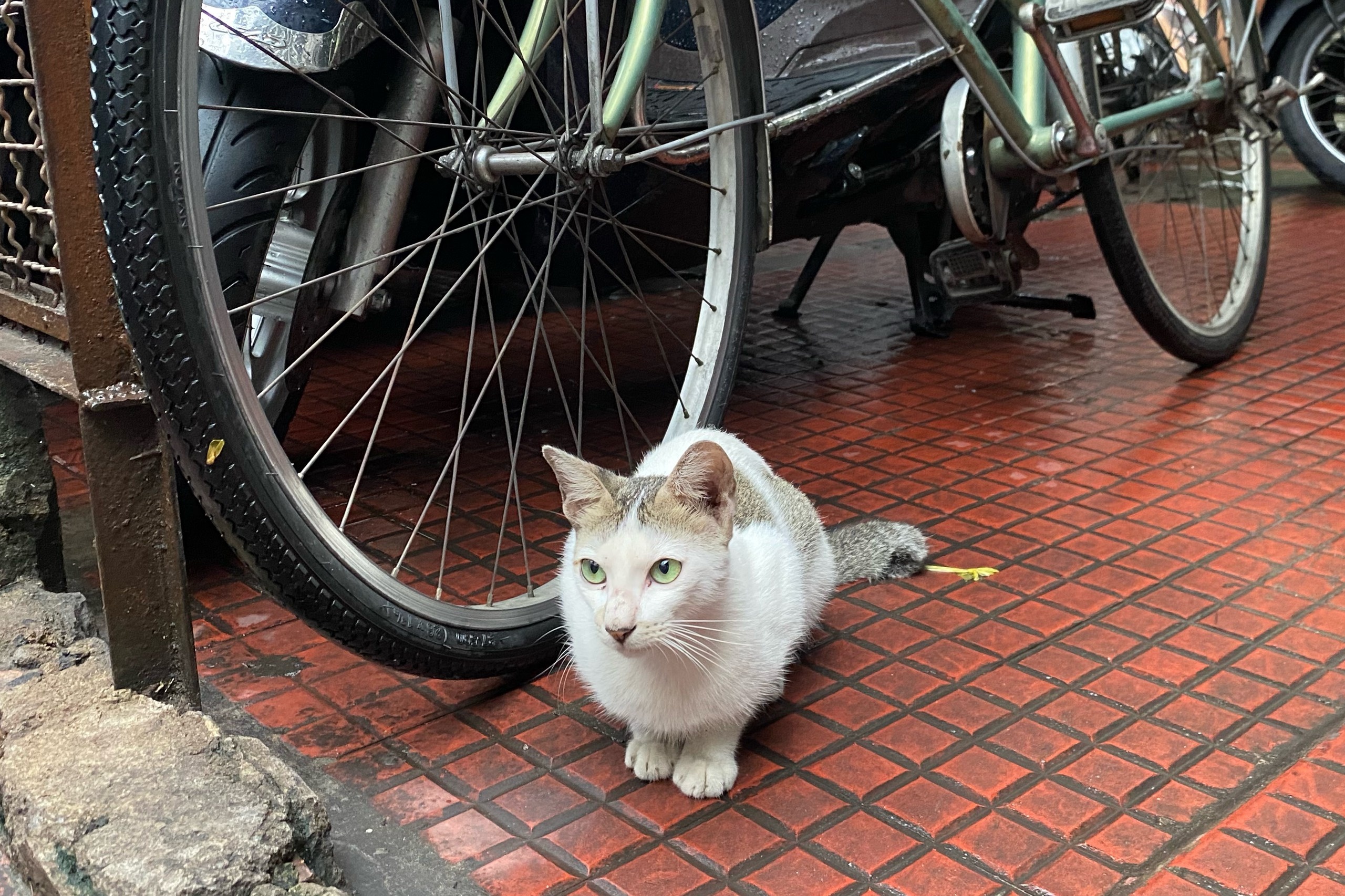 20 con meo bi danh ba anh 1