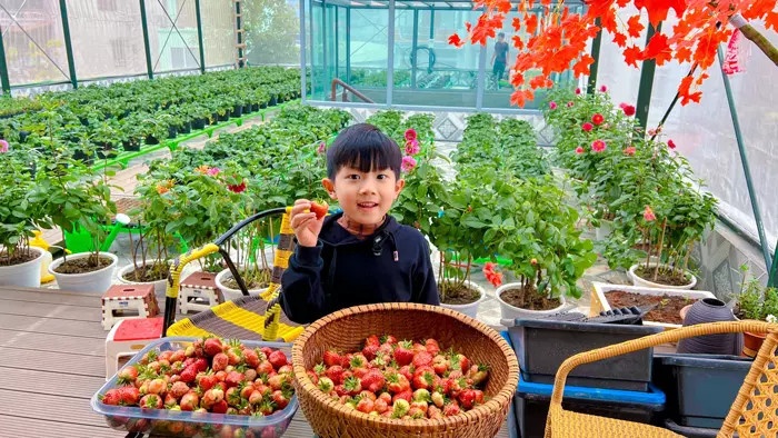 Vườn sân thượng ảnh 7 Vuon san thuong anh 7