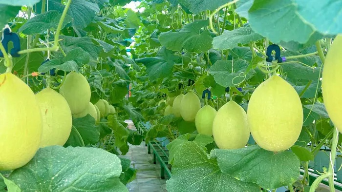 Vườn sân thượng ảnh 3 Vuon san thuong anh 3
