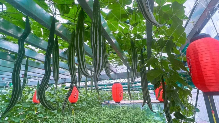 Vườn sân thượng ảnh 4 Vuon san thuong anh 4