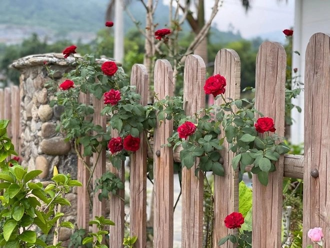 vuon rau hang tram m2 anh 4