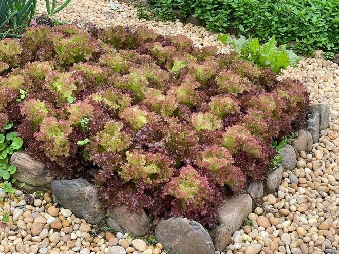 vuon rau hang tram m2 anh 7