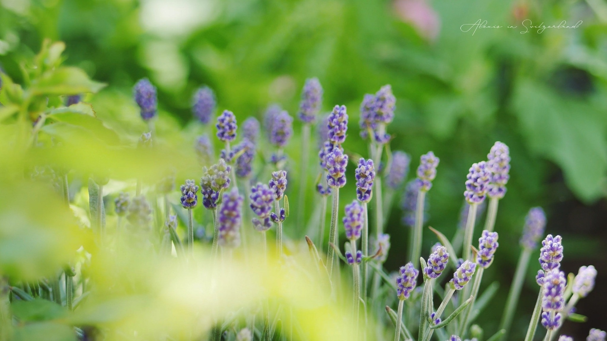 cuoc song gia dinh Viet anh 5