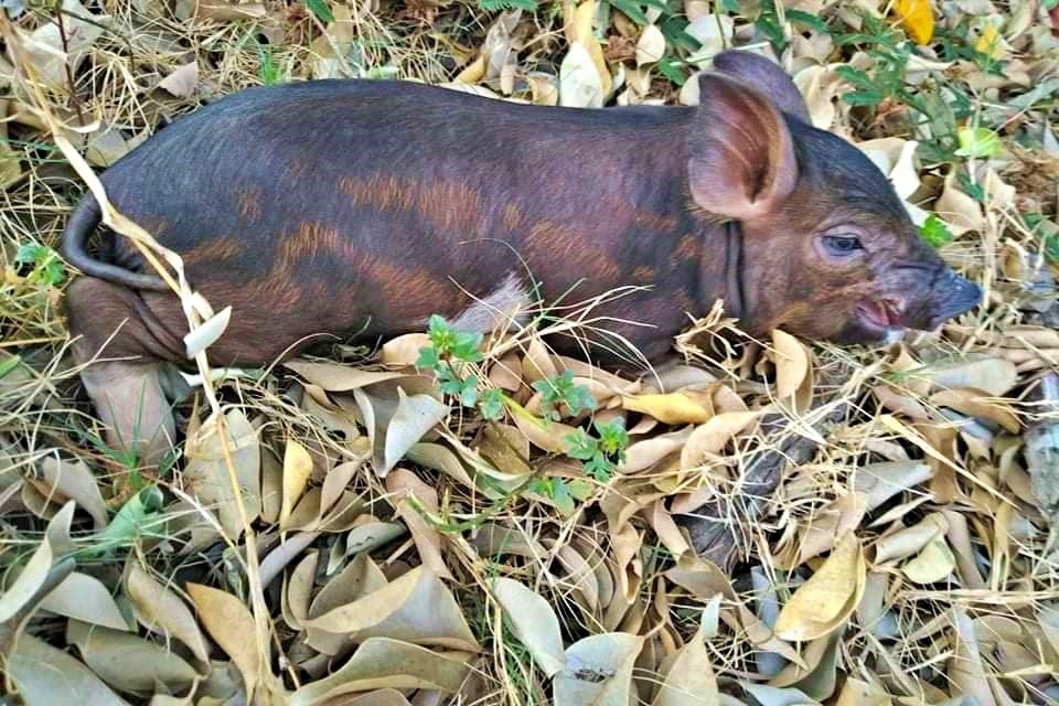 nuoi cho meo bo hoang anh 3