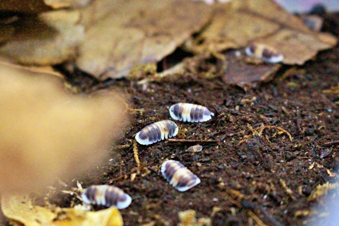 Chang trai o TP.HCM chi tram trieu ruoc thu cung ti hon ve nha hinh anh