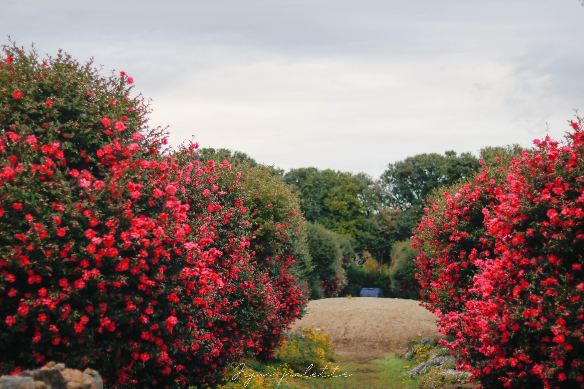 Nguoi Viet o Han Quoc anh 1
