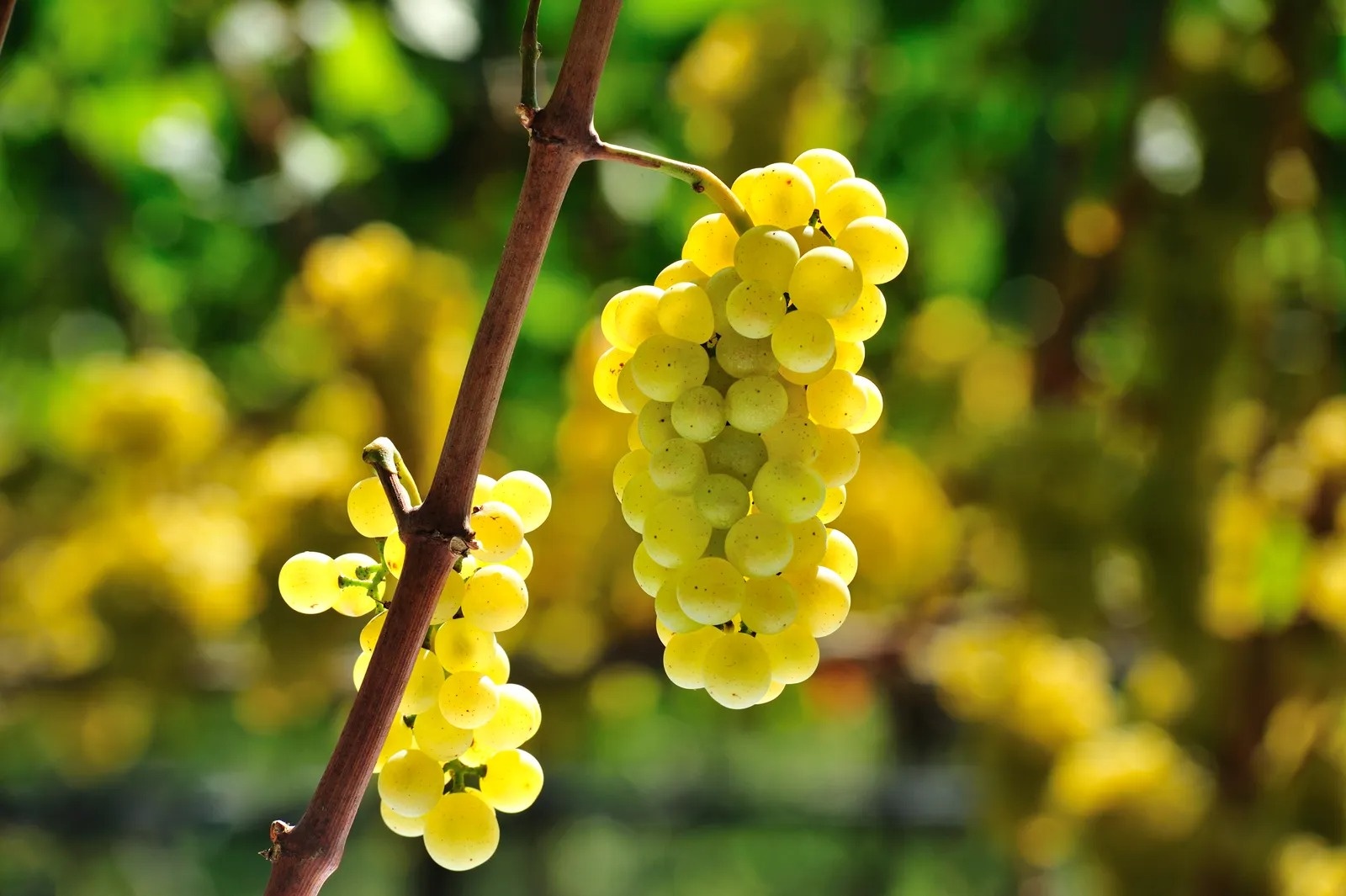 truyen thong don nam moi anh 2