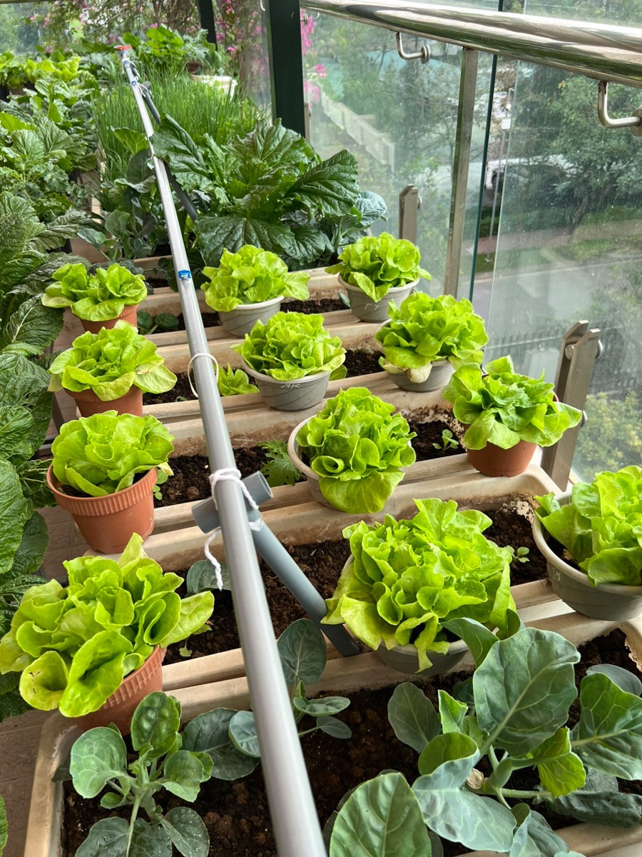 Cach trong hoa hong anh 2