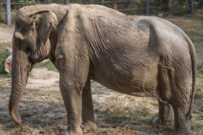 Voi bi bien dang cot song sau 25 nam phuc vu du khach hinh anh