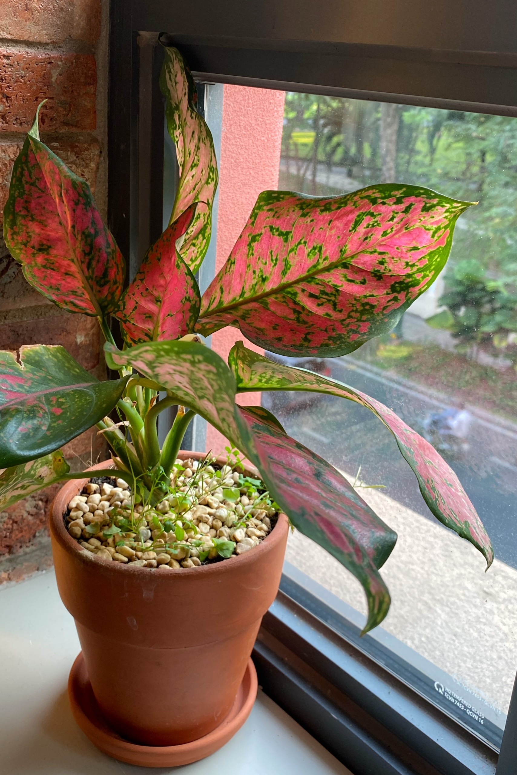 ca phe lam viec anh 8