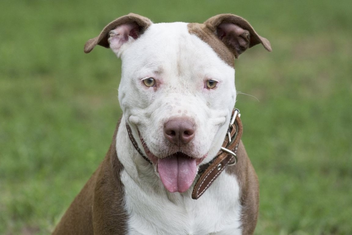 Nguoi Han phai xin phep neu muon nuoi cho Pit Bull hinh anh