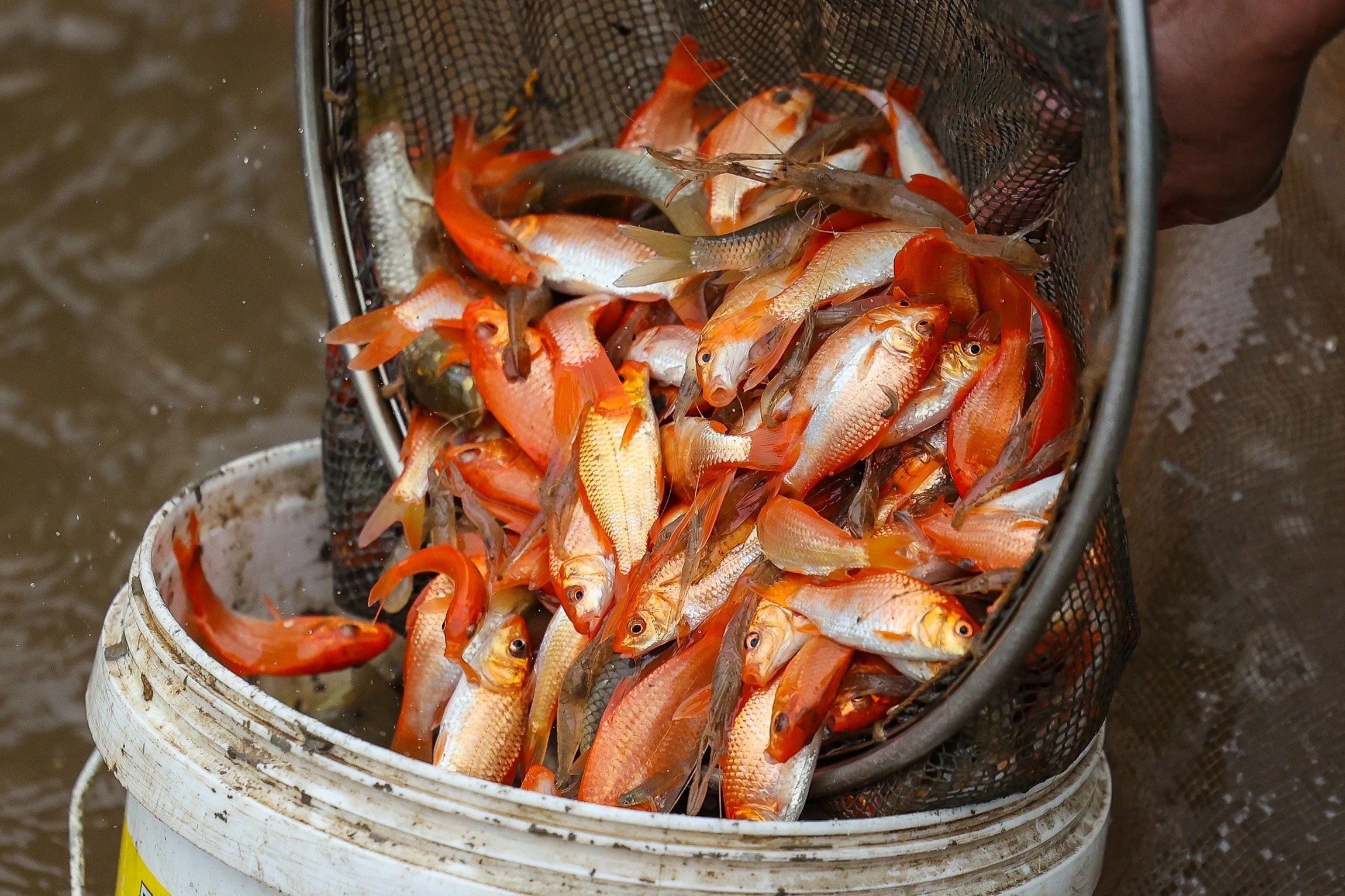 Vi sao khong nen cham vao ca chep khi cung ong Cong ong Tao hinh anh