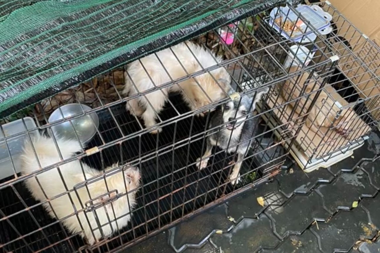 Vu bi 'duoi' vi nuoi 19 chu cho, BQL chung cu o TP.HCM len tieng hinh anh