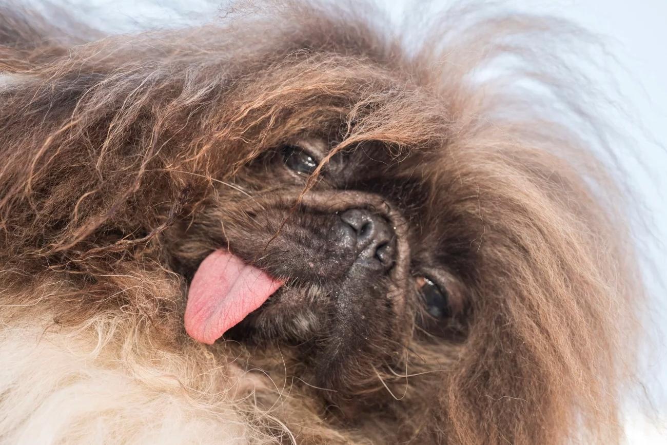 Chu cho doat giai 'xau nhat the gioi' hinh anh