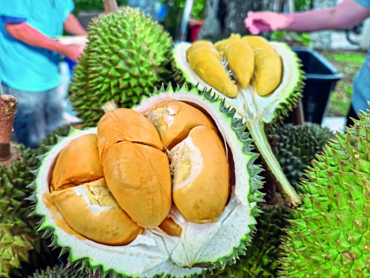 sau rieng musang king anh 1