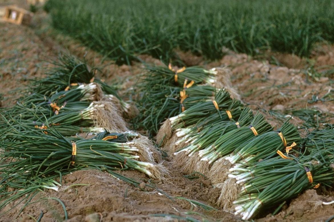 Bi bat vi an trom 150 kg hanh la o Nhat Ban hinh anh