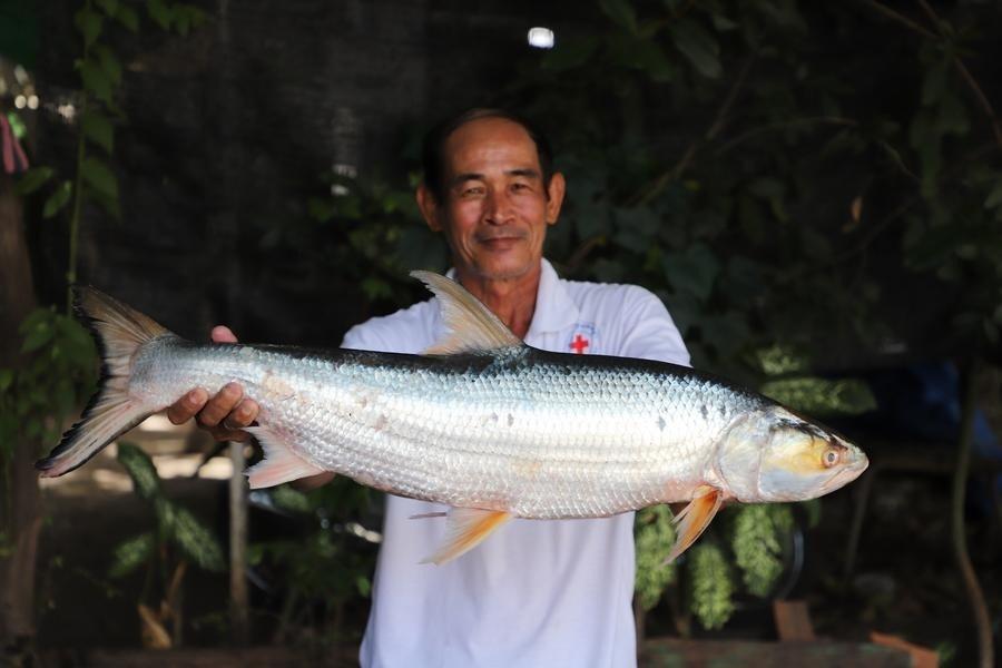 Ca 'ma' khong lo xuat hien tren song Mekong sau 20 nam tuyet chung hinh anh