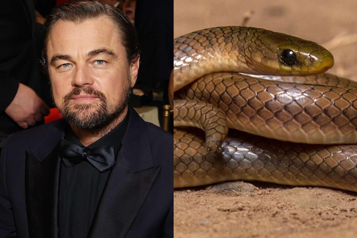 Loai ran moi co ten Leonardo DiCaprio hinh anh