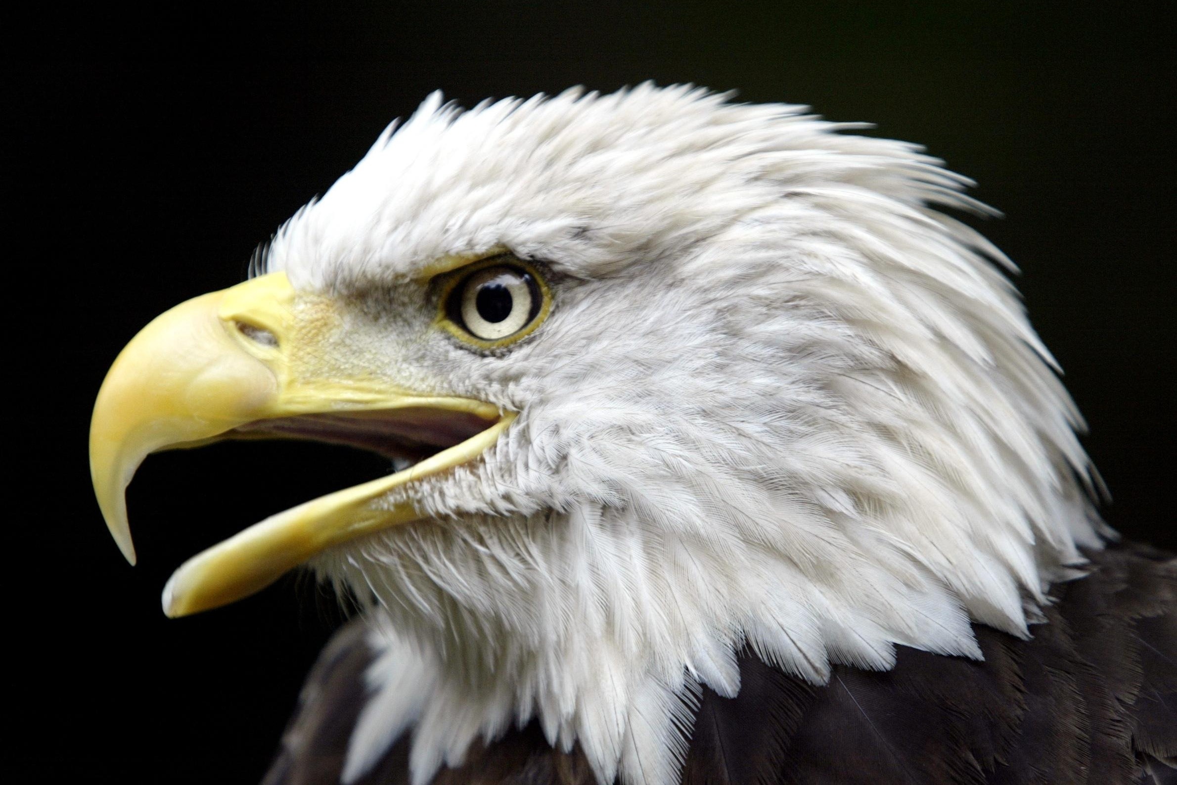 Dai bang dau hoi tro thanh quoc dieu cua My hinh anh