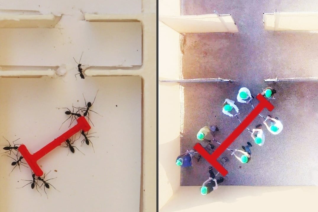 Buc anh chung minh dan kien co the thong minh hon ca con nguoi hinh anh