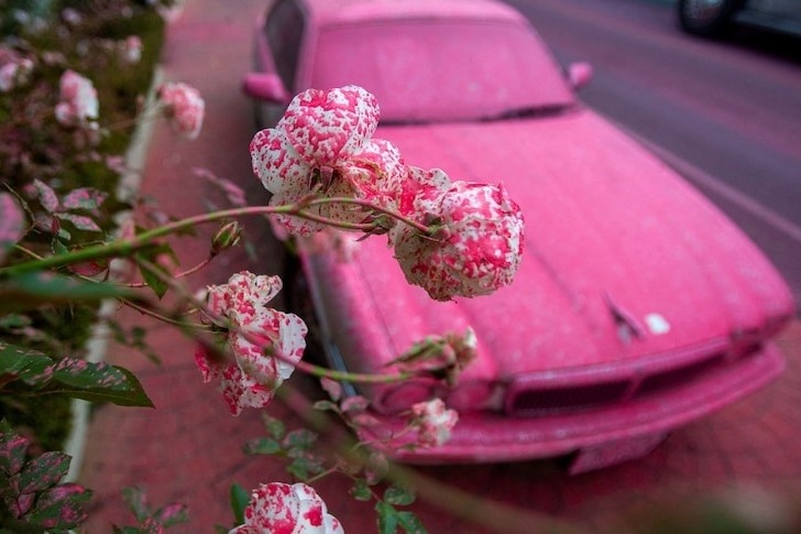 Hinh anh Los Angeles duoc phu hong giua tham hoa 'bao lua' hinh anh