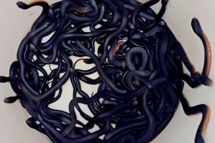 Rung minh truoc canh 102 con ran doc lam o trong vuon nha o Australia hinh anh