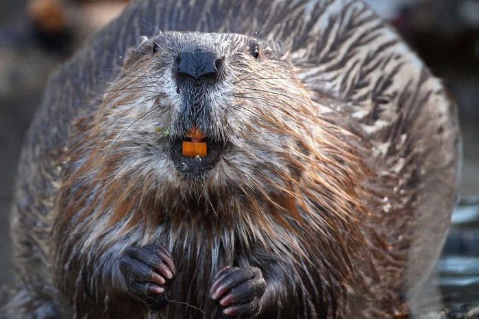 Hai ly mat 2 dem de xay dap ma con nguoi lam 7 nam khong xong hinh anh