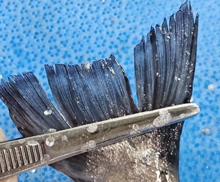 tan ac voi dong vat anh 2