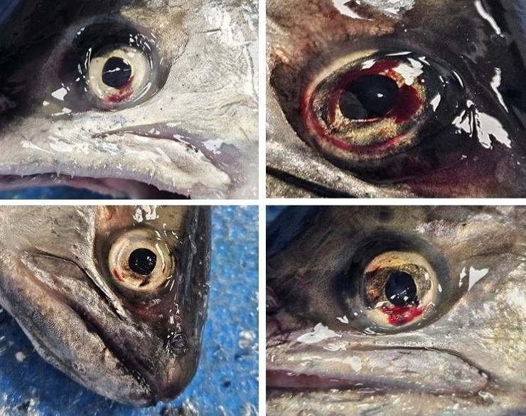 tan ac voi dong vat anh 1