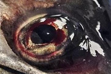 Buc hinh gay am anh tai le hoi mua dong lon nhat Han Quoc hinh anh