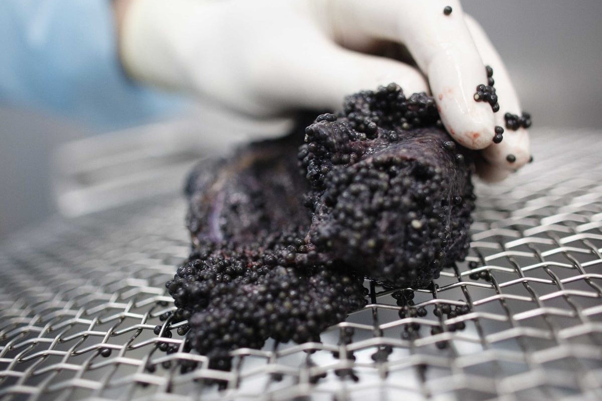 Mon an dat do bac nhat the gioi 'rot gia' hinh anh