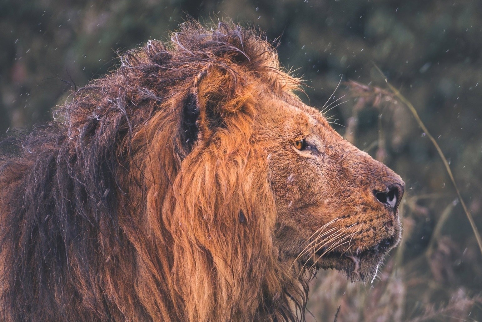 Fan Trung Quoc thue tham tu dieu tra cai chet cua 1 con su tu o Kenya hinh anh