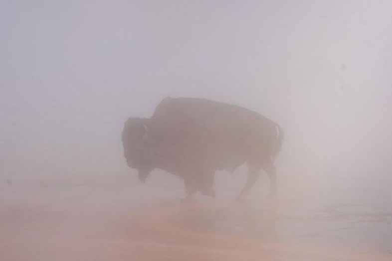 Bo rung bi luoc chet trong suoi nuoc nong hut khach du lich o My hinh anh