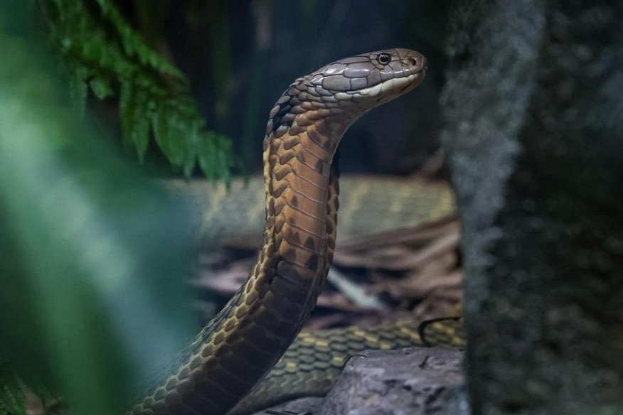 Be trai 2 tuoi song sot than ky sau khi can dut dau ran ho mang hinh anh