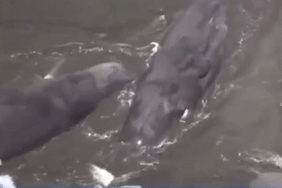 Loat ca voi troi dat vao bo la 'diem du' truoc song than ky luc? hinh anh