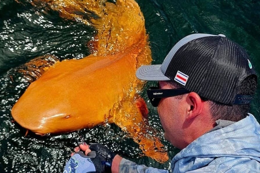 Ca map mau cam lan dau xuat hien, lam chan dong gioi khoa hoc hinh anh