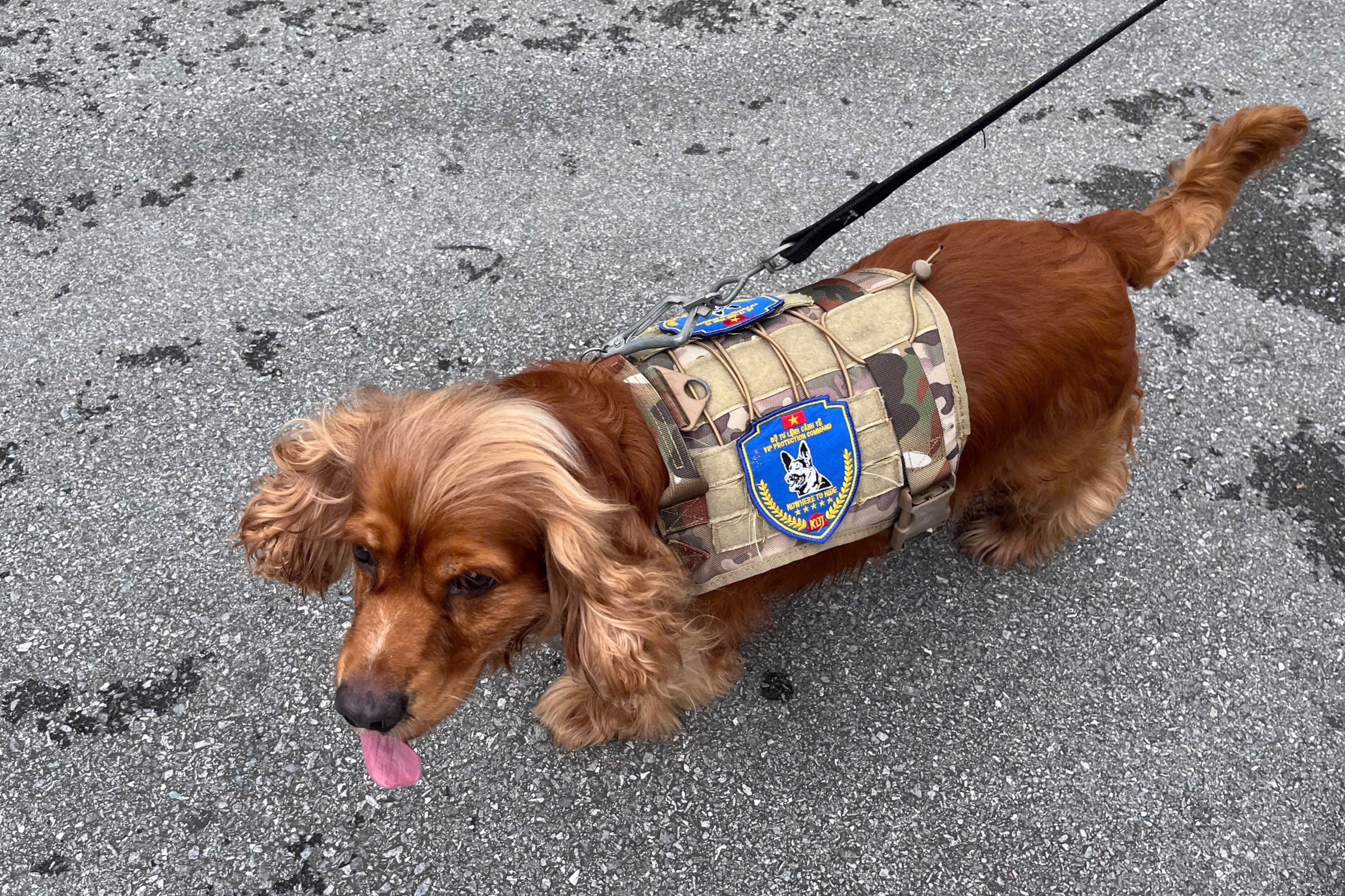 Tiet lo bat ngo ve canh khuyen gay chu y nhat tai A80 hinh anh