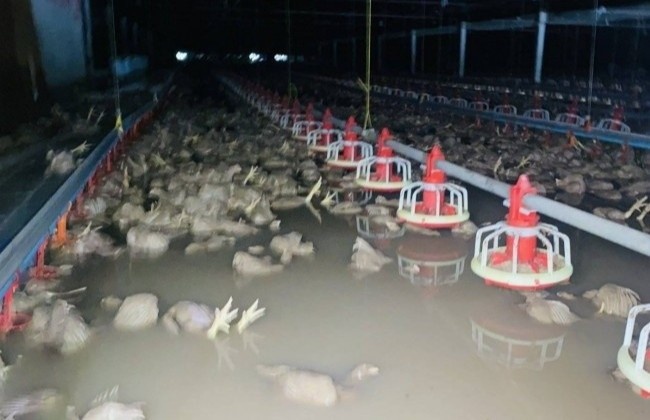 Hinh anh gay sung sot trong tran lu lut o Thai Lan hinh anh