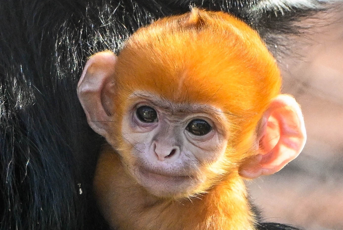 Khi cam cuc hiem gay sot o My hinh anh