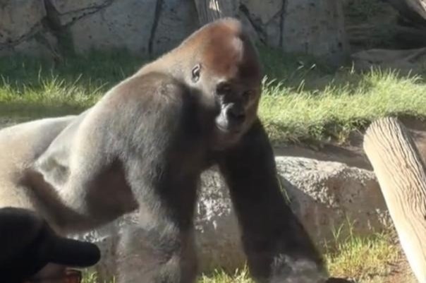 Khi dot dap vo kinh cuong luc 3 lop, du khach la het bo chay o My hinh anh