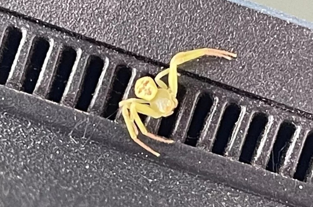 Nhen 'mat nguoi' gay sot mang xa hoi hinh anh