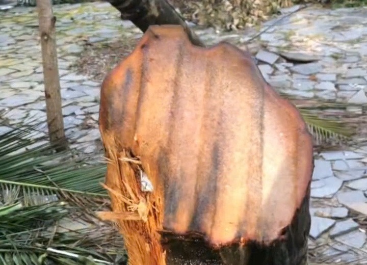 Xac minh clip 'ton bay chem dut than cay dua' o Dak Lak xon xao MXH hinh anh